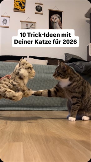 Denise Riggers on Instagram: "Januar-Katzenchallenge Tag 6: Starte mit Deiner Katze einen neuen Trick 🐾 Vielleicht sind bei diesen 10 Ideen ja ein paar dabei, die Du diesen Monat mit Deiner Katze üben möchtest? 💡Die hier gezeigten Tricks sind alle auch nicht nur niedliche Kunststücke, sondern haben noch mehr Vorteile: ✨Übungen wie auf etwas zu steigen, auf Signal von a nach b laufen, sich drehen oder Pfote geben sind total hilfreich für Medical Training und Tierarztbesuche. ✨Krabbeln, Balancie
