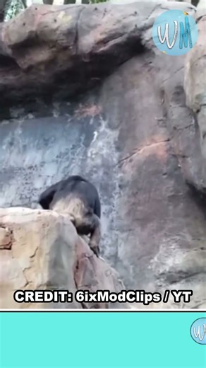 Young Chimp Causes Trouble & Mama Chimp Was NOT Having It! 🐒