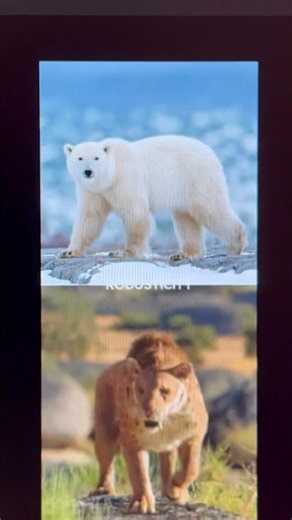 Polar Bear (500kg) vs Smilodon Populator (350kg)
