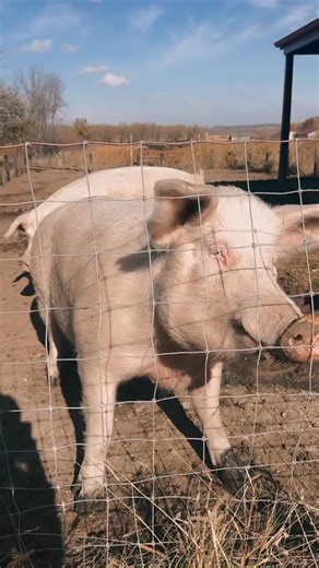 299 reactions · 3 comments | 10 mor chucked punks thanks to the Reed Herd and Gina! This round went to the big pigs and misfits. Tonight we will update you on the lil calf rescue.  | Iowa Farm Sanctuary | Facebook