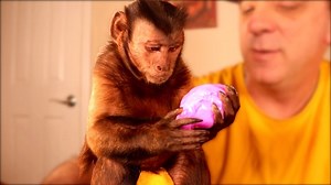 117K views · 5.6K reactions | Capuchin Monkey Boo plays with some purple stretch slime and green goofy putty. He mixes them together, stretches it out and uses his tools on it! He has a fun slime time! | MonkeyBoo | Facebook