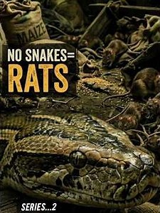 How Snakes Protect Farms by Eating Rats and Mice #snake