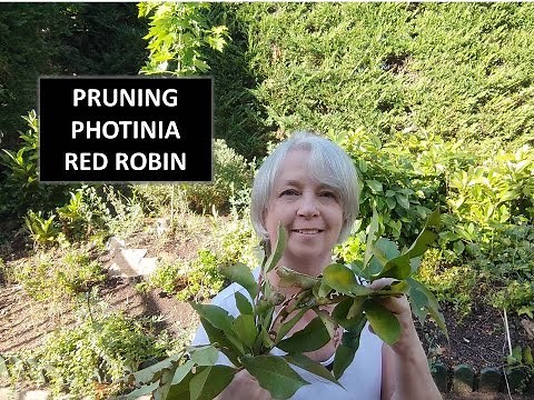PRUNING PHOTINIA RED ROBIN