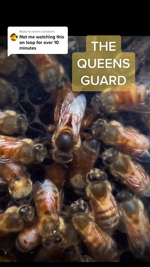 Female Bee Queen Laying Eggs for Protection by DAPPestControl