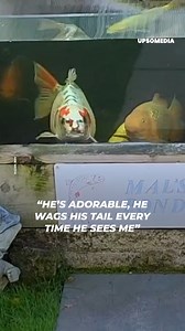 A four year old koi fish named Bob has unique markings that his human realized makes it look like a human face. | The Kiwi