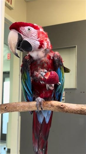 Funny pet videos. The birds do their own SNL skit ! #trending #shorts #parrot @animalplanet