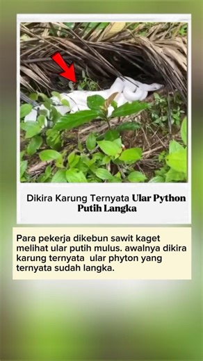 Dikira karung ternyata ular phyton putih yang sudah langka....