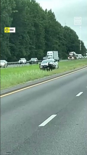 Alabama Police Chase Cow on Highway 🐄