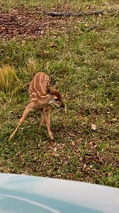 It is that time of year when we hope to see sights like this on our tour! #babcockranchecotours #babcockranch #whitetail #springtime | Babcock Ranch Eco Tour