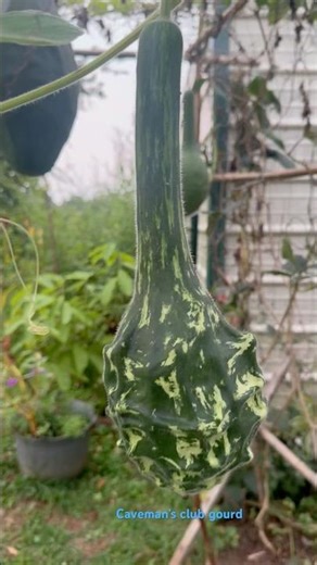 Caveman’s club gourd