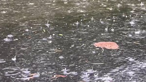 Portions of Interstate 40 in NC shut down this morning, while fire ants find a way to survive the flooding... Gage Shaw/Live Storms Media | WCTI News 12