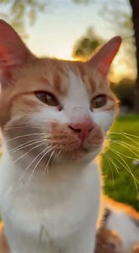 A Mother's Love: Caring for a Sweet Cat and Her Kittens at Sunset 🐱❤️ #CatCare #KittenLove #Rescue