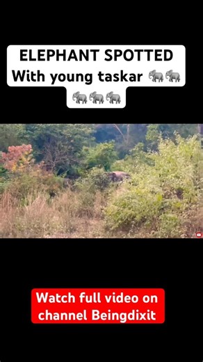 Elephant family with young Tasker 🐘🐅❤️❤️ #jimcorbettwildlifeandnatureview #shortsfeed #wildlife