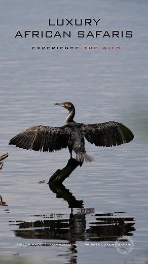 Perched above the still waters of Lake Nakuru, the cormorant waits —...