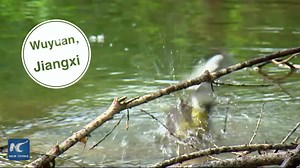 Among the many beautiful and fascinating bird species in the world, some are critically endangered. The blue-crowned laughingthrush is one such kind, with less than 200 left in the world | China Xinhua News
