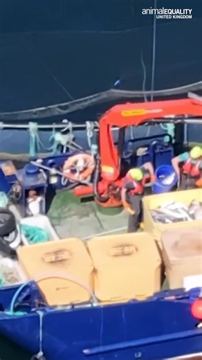 2.9K views · 47 reactions | The Scottish salmon farming industry is...