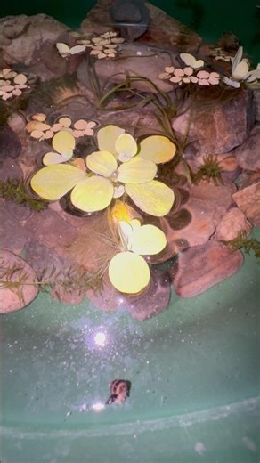DIY Mini Pond Day 5 🐟 | Can I Add Guppies Now? 😳 | Final Setup Reveal #diyfishpond #pondlife