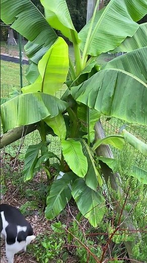 Growing the Hardy Banana Plant #garden #hardyplant #homesteading