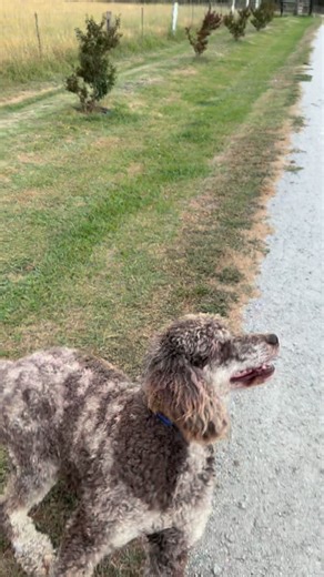 Bernedoodle Manor on Instagram: "Bentley is an AKC-registered standard poodle ,imported from the USA, and to our knowledge is the only standard chocolate phantom merle poodle of his kind in Australia. He is truly one of a kind in both colour and quality. Not only is Bentley absolutely stunning, he has the most beautiful nature to match. He is gentle, kind, and affectionate, and we are incredibly proud to have him as part of our breeding program. Recently, Bentley visited our very good friend Bec