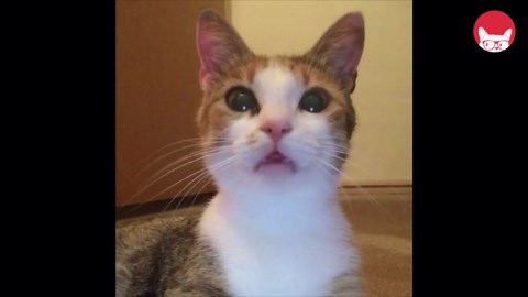 Fierce Cats Video Compilation