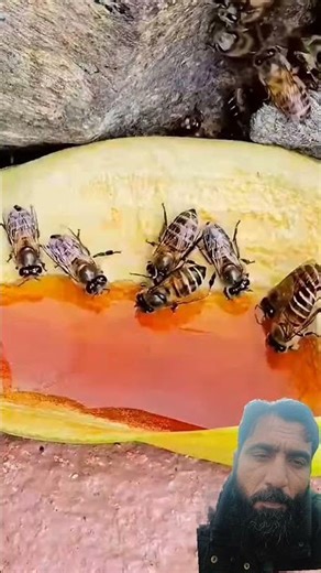 a swarm of honey bees collecting food on leaves #honey #bee feeding#bee haviour#sweet nectar#ytshort