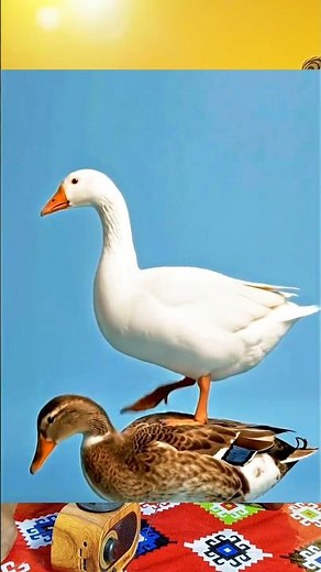what happened when 2 different duck meeting