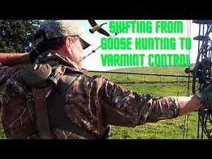 ARCHERY Goose Hunt Transforms into a Varmint Hunt