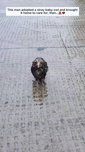 Adorable Baby Owl Moments