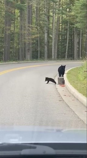Mama Bear Helps Her Cubs Cross the Road Safely 🐻❤️ #shorts
