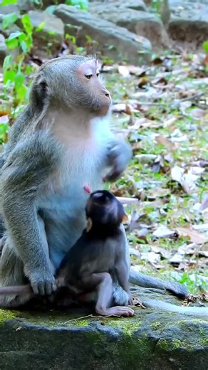Exploring Animal Behavior in Nature: A Focus on Monkeys
