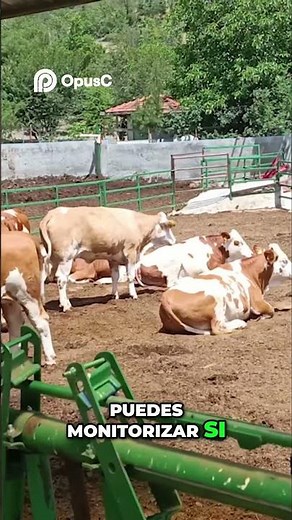 This Is AI in LIVESTOCK and FARMING! Animal Welfare #science #tech #ai #animals #curiosities