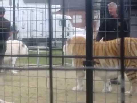 Golden tiger and white tiger fighting (royal bengal tigers)
