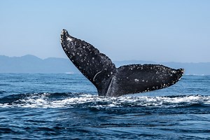 Ether Whale Dumps $22M of ETH After Holding Since 2016