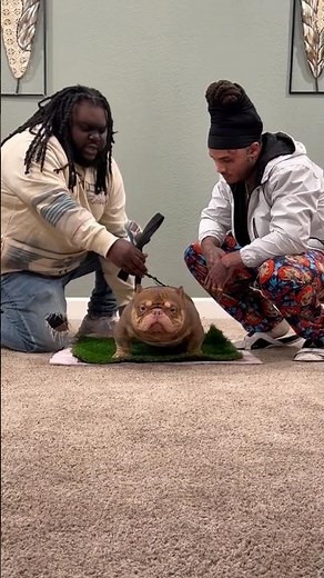 Inside the Tri-State’s Most Elite American Bully Kennel #dog #bullymax