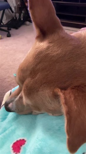 Michelle Shell Shell (@bakedbeanz_withbrownsuga)’s videos with original sound - H3adband🟡