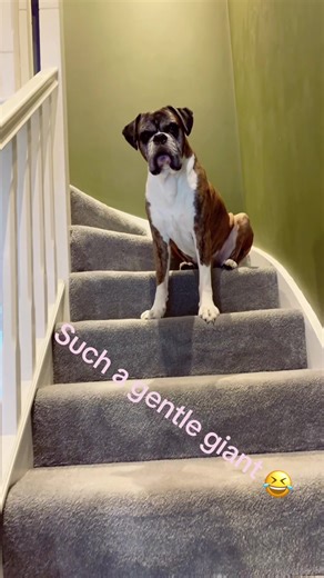 Why a Boxer Dog is the Best Choice for Home Protection