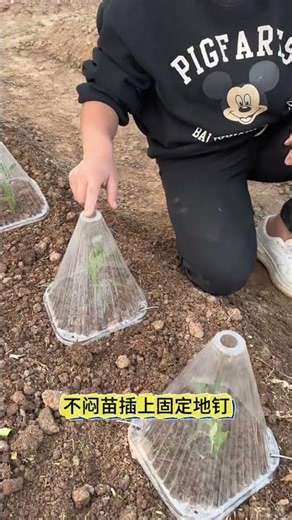 Protect Your Seedlings: Ultimate Guide for New Transplants
