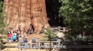 世界上体积最大的植物，存活3200年，它出生时中国还在商朝