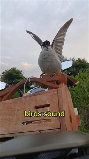 This Little Bird Has a BIG Voice 😳#shorts