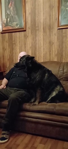 Petardy #dogs #germanshepherd