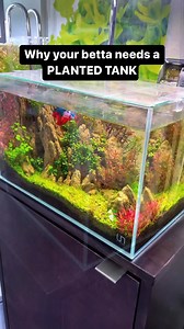 189K views · 5K reactions | Say it with us- Bettas deserve more than...