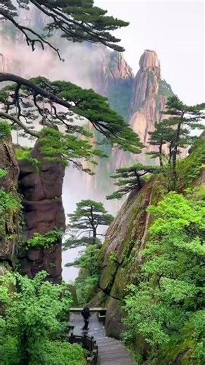 Huangshan Pines: Symbol Of Eternal Vitality Amidst The Vastness 🌲🏔️