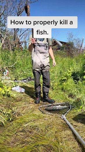How to dispatch a salmon. #alaska #salmon #kenairiver #keepthemwet #kenai #fishing #onthefly #duet #fyp #fish #fishingtrips #alaskalife #sockeye