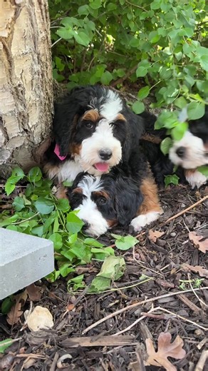 Discover the Adorable Bernedoodle Puppies