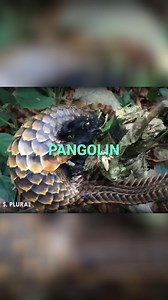 You NEED To Know It 😮 | Animalogic