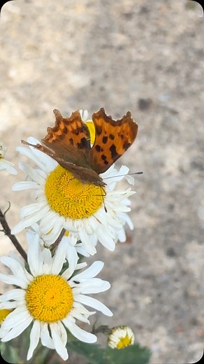 Comma (Polygonia c-album) butterfly is always a lovely sight. #ilovebutterflies #summerday #summerflowers #summerishere #summerinthegarden #commabutterfly #butterfly #butterflies #butterfliesofinstagram #butterflycount #butterfliesandflowers #butterflies_lovers #butterfliesUK #butterflies_images #lovebutterflies #naturesbeauty #butterflygarden #butterfly🦋 #butterflies🦋 #butterflyconservation #savebutterflies #butterflylove #macrobutterfly #butterflylovers #britishcountryside #ukwildlifephotogr