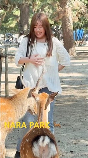 鹿と共に笑顔あふれるひととき🫎#narapark #narajapan