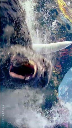 🔥 GODZILLA VS KING KONG 🔥 | EPIC MONSTER BATTLE | FULL HD 4K
