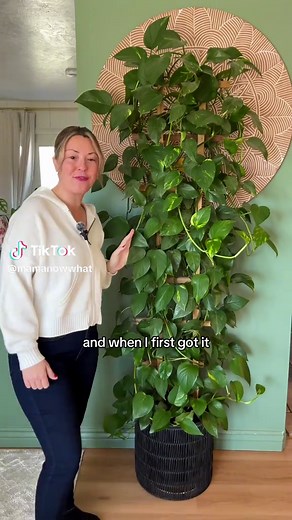 Tips for Thriving Golden Pothos: A Simple Guide