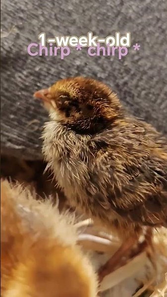 one week old baby quail chicks go all chirp * chirpy * #babychicks
